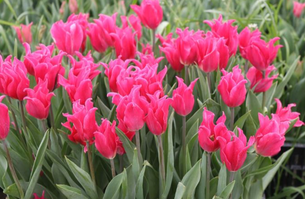 Fall Gardening Tips - Jensen&rsquo;s Nursery and Garden Centre