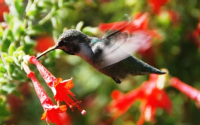 Hummingbird Delights