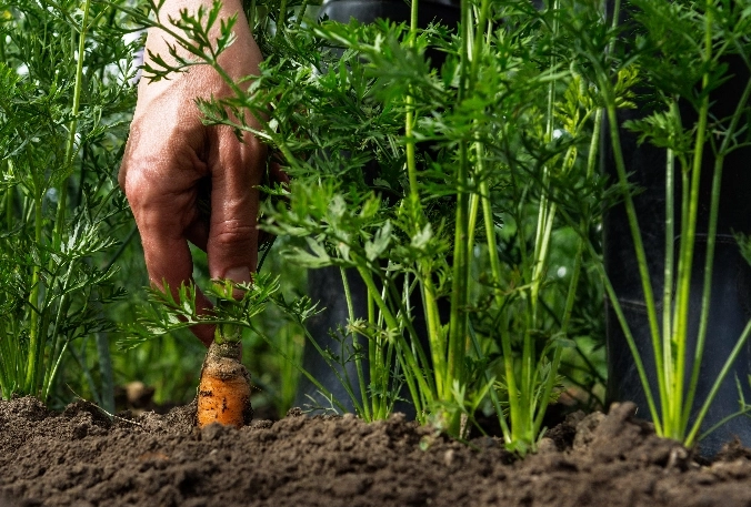 GARDEN CARE