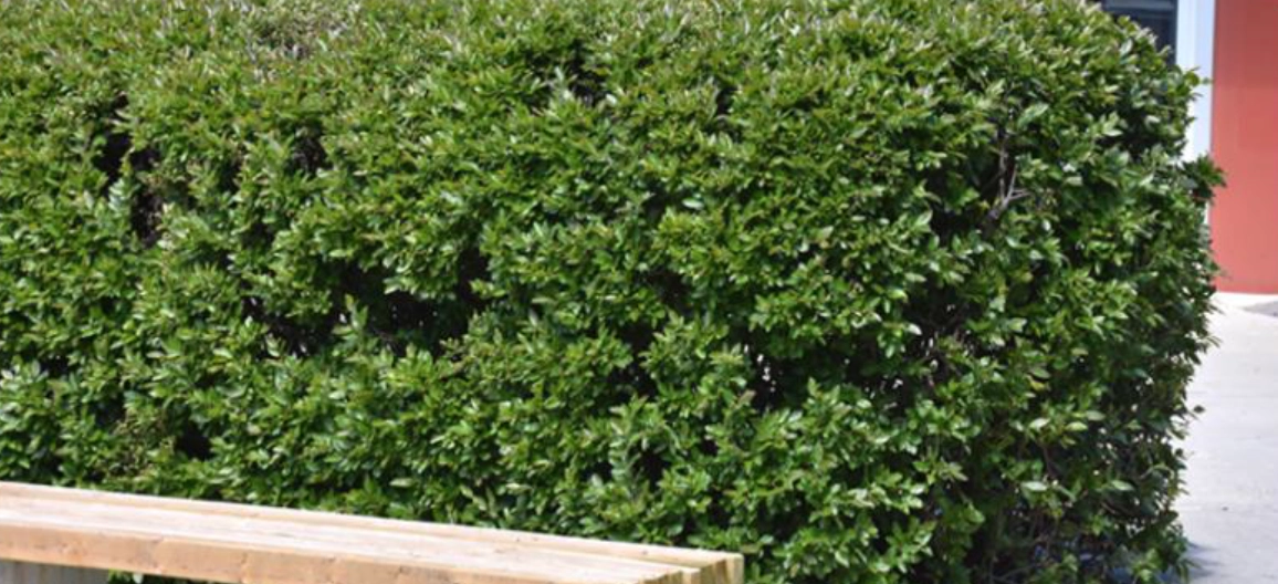 Pruning Shrubs and Trees - Jensen&rsquo;s Nursery and Garden Centre